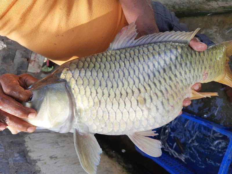 S & S Fish Farm - S & S Fish Farm Selud, Chhattisgarh 491107, India
