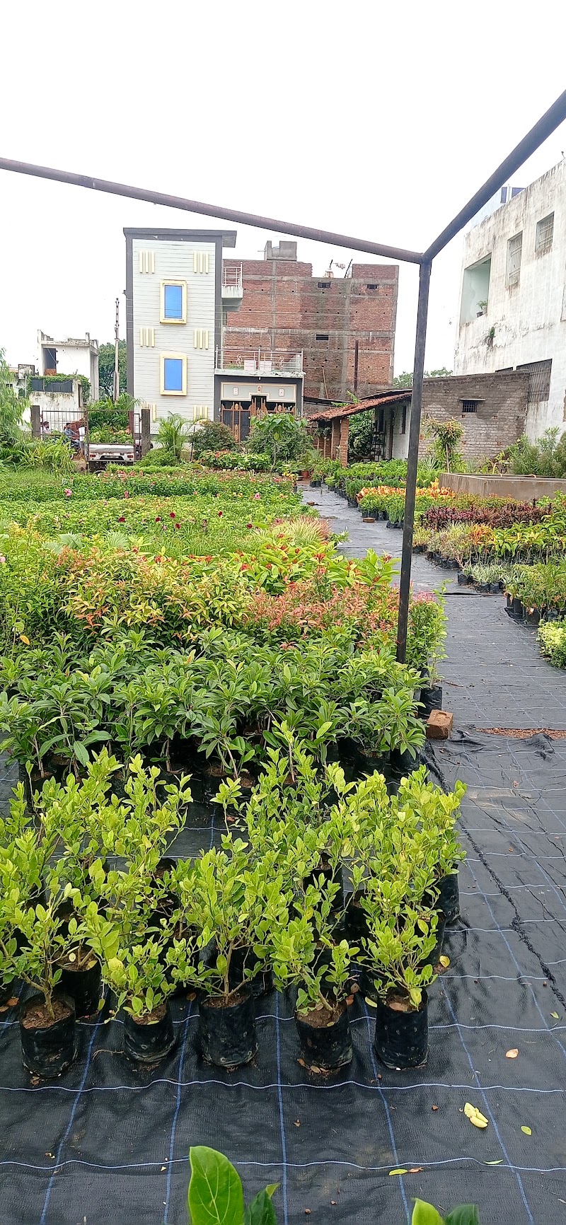 P.N.Nursery and Bio Agro. Product - P.N.Nursery and Bio Agro. Product, Ward no.2, near Ganpati Nagar, Railway Colony, Balod, Chhattisgarh 491226, India