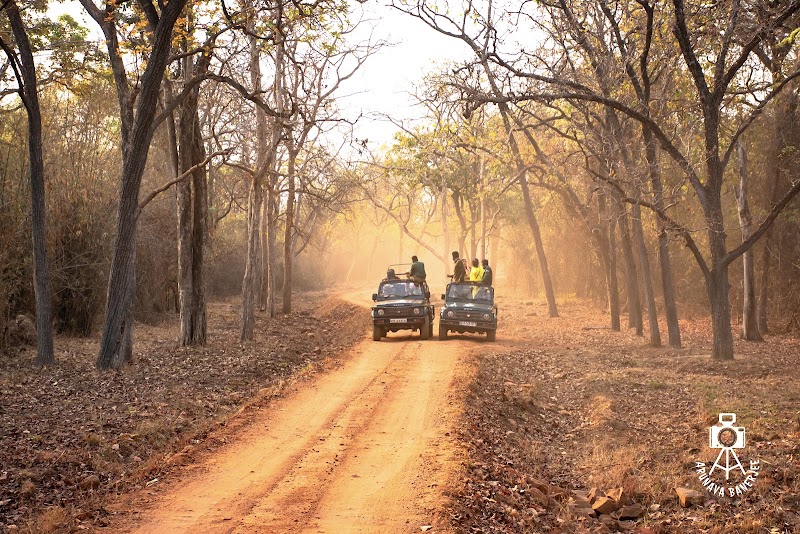 Tadoba-Andhari Tiger Reserve - Tadoba-Andhari Tiger Reserve Maharashtra, India