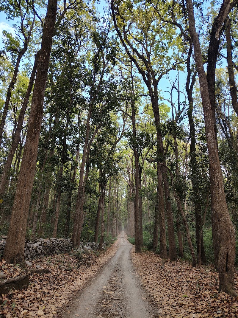Jim Corbett Jungle Safari JCJS | Jeep Safari - Jim Corbett Jungle Safari JCJS | Jeep Safari Ramnagar Uttrakhand Dhikuli, Ramnagar, Garjiya, Uttarakhand 244715, India