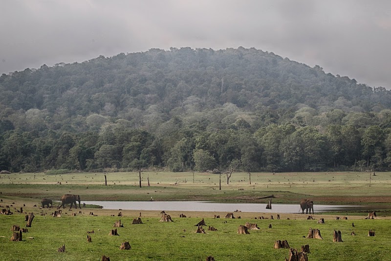 Nagarahole Tiger Reserve - Nagarahole Tiger Reserve, Karnataka, India