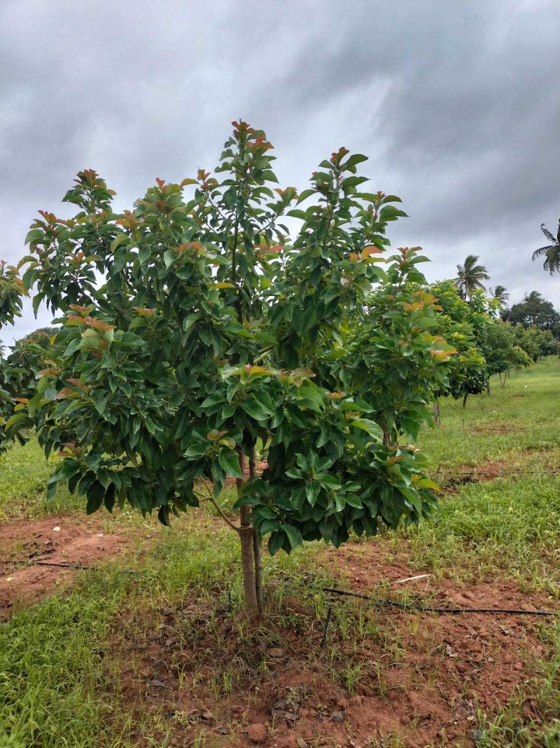 Roy Planters - Roy Planters, Kunthur, mole, uppara street, Kollegala, Kunthur, Karnataka 571442, India