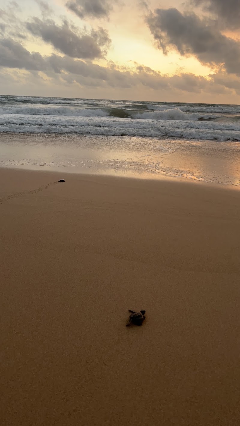 Galbokka Sea Turtle Conservation & Research Center - Galbokka Sea Turtle Conservation & Research Center 53a Galbokka Rd, Kosgoda, Sri Lanka