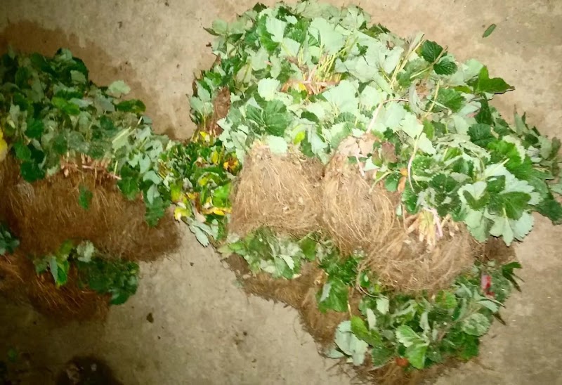 Kisaan Strawberry Farm - Kisaan Strawberry Farm Village Kothi, P.O. Delgi, Tehsil, Kandaghat, Solan, Himachal Pradesh 173206, India