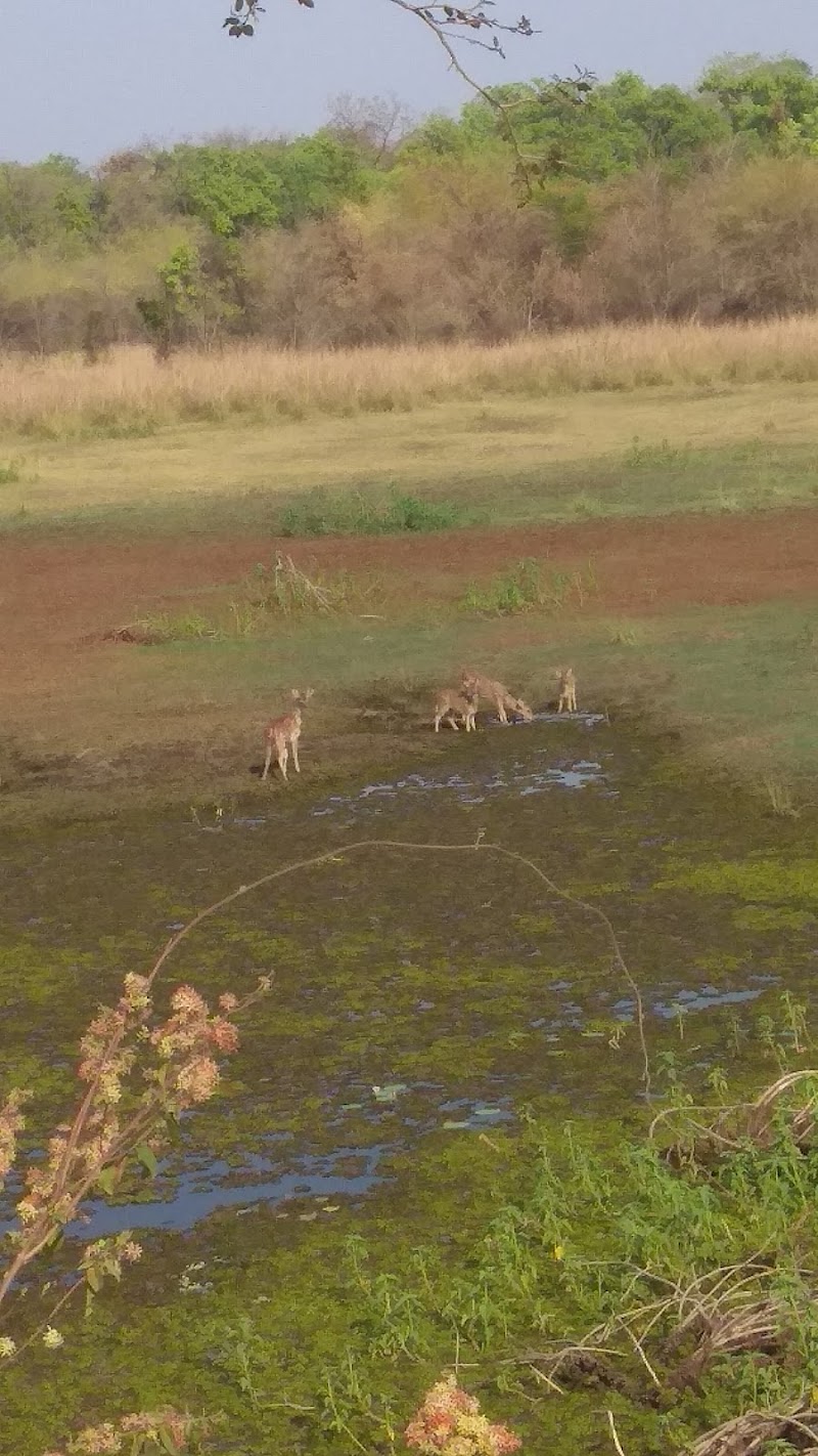 Deputy Director Core, Tadoba-Andhari Tiger Reserve - Deputy Director Core, Tadoba-Andhari Tiger Reserve Mul Rd, Police Colony, Tukum, Chandrapur, Maharashtra 442401, India