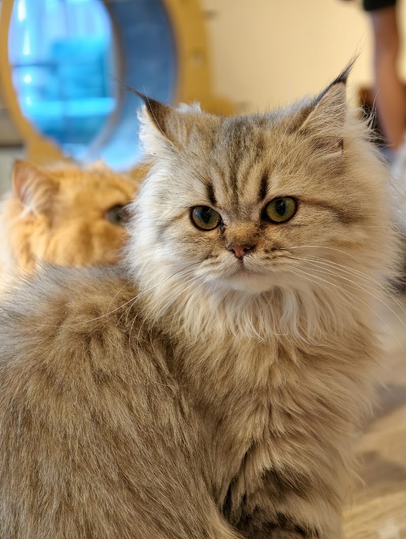 QQ Cats & Cafe - QQ Cats & Cafe 262 Balestier Rd, #01-03, Singapore 329714