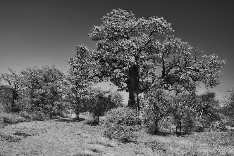 Musina Baobab Reserve - Musina Baobab Reserve, Musina, 0900, South Africa