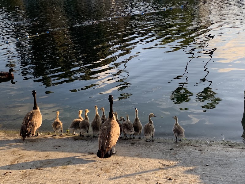 Echo Park Lake - Echo Park Lake, Los Angeles, CA 90026, USA