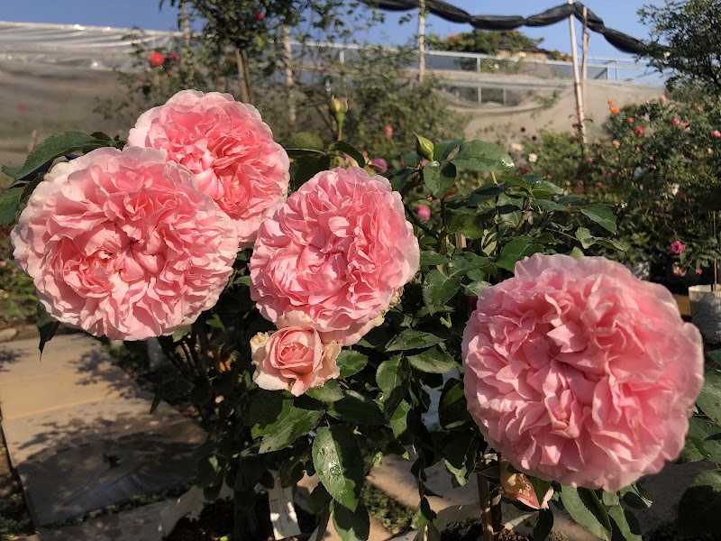 Vườn Hồng Sweet Rose - Vườn Hồng Sweet Rose, Cuối Ngõ 264 Âu Cơ, Hồng Hà, Hà Nội, Vietnam