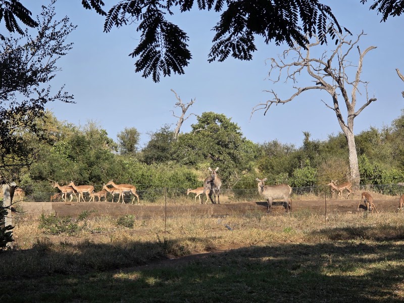 Klaserie Private Nature Reserve - Klaserie Private Nature Reserve, Hoedspruit, 1380, South Africa