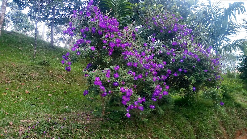 Spicewood Farms Pvt Ltd. - Spicewood Farms Pvt Ltd. Periya, Alattil, Kerala 670644, India