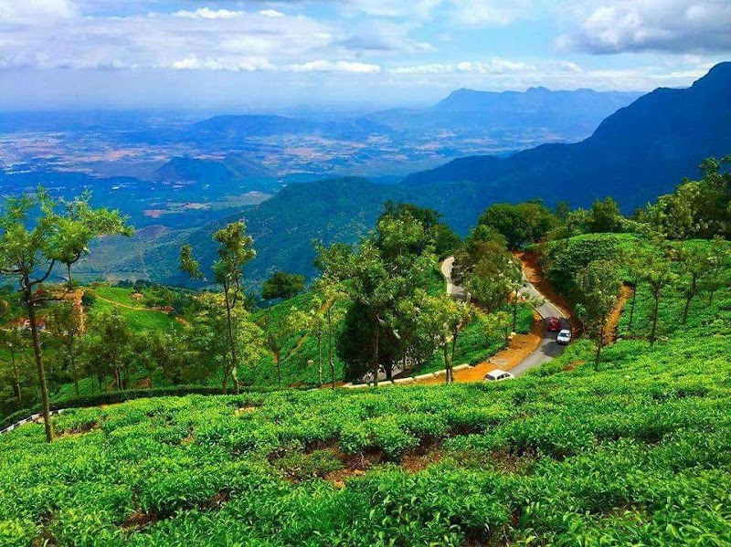 Coonoor Estates - Coonoor Estates C/O Matheson, Bosanquet Enterprises Pvt LTD, Bandishola, Coonoor, Tamil Nadu 643103, India