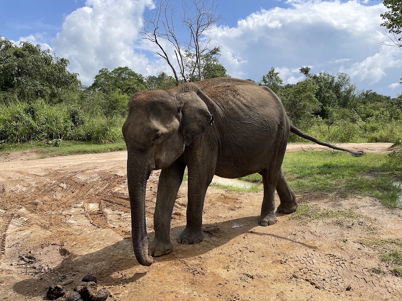Asian Elephants Jeep Safari with Amal