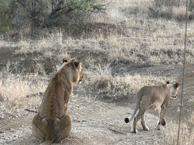 Balule Nature Reserve - Balule Nature Reserve, PWG2+53, 1380, South Africa