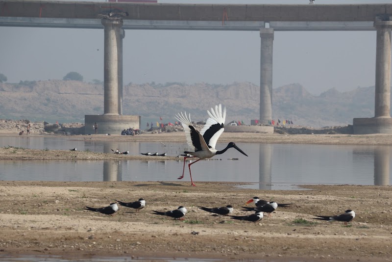Chambal - Chambal Chambal, Madhya Pradesh