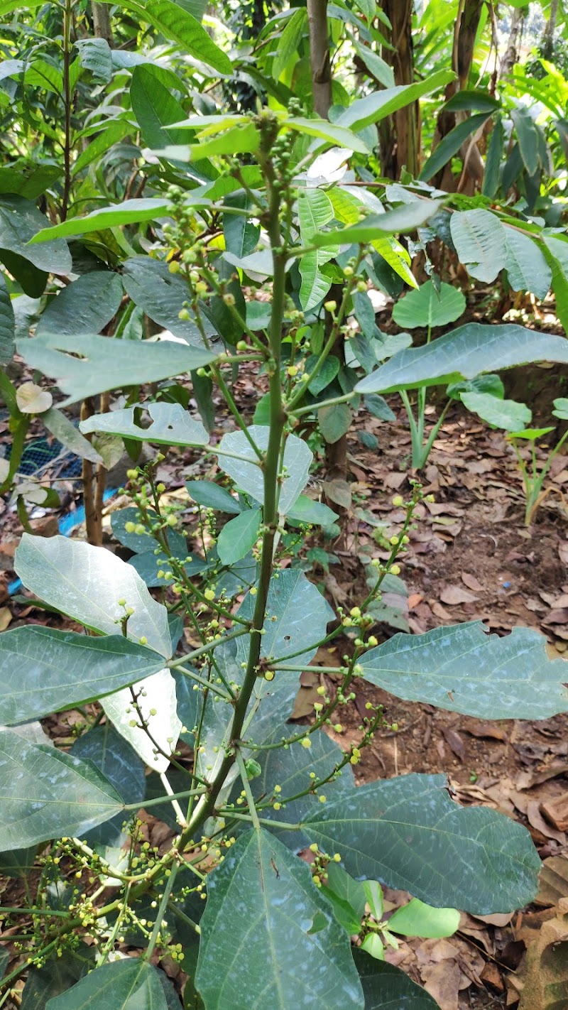 The Spice Farm - Plantation for Spices & Herbs - The Spice Farm - Plantation for Spices & Herbs, Kizhakkethalackal Dairy Farm, Munnar - Kumily Hwy, Thekkady, Kumily, Attappallam, Keralam 685509, India