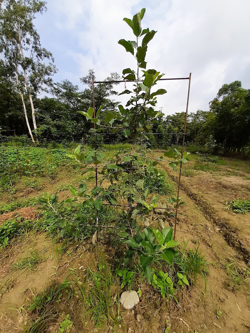 PANDAV APPLE ORCHARD - PANDAV APPLE ORCHARD, Pandav Niwas,VPO Sullah, Sullah, Majhakra, Himachal Pradesh 176085, India