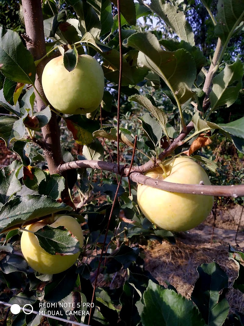 PANDAV APPLE ORCHARD - PANDAV APPLE ORCHARD, Pandav Niwas,VPO Sullah, Sullah, Majhakra, Himachal Pradesh 176085, India