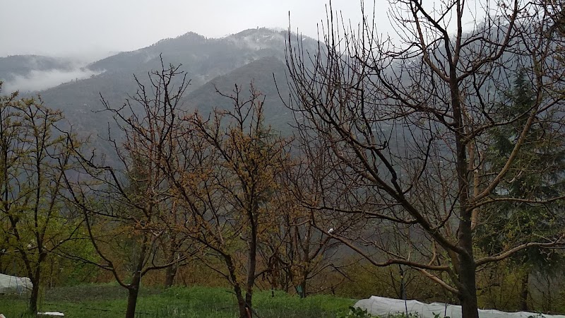 JAMWAL ORCHARDS - JAMWAL ORCHARDS, v.p.o seobagh tehsil and, Seobagh, Kais, Himachal Pradesh 175138, India