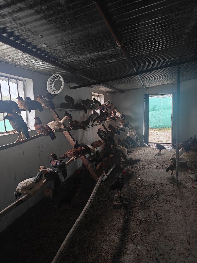 T and S Desi Chicken Farm - T and S Desi Chicken Farm, RWW3+V2V, Baldhiamal, Odisha 766023, India