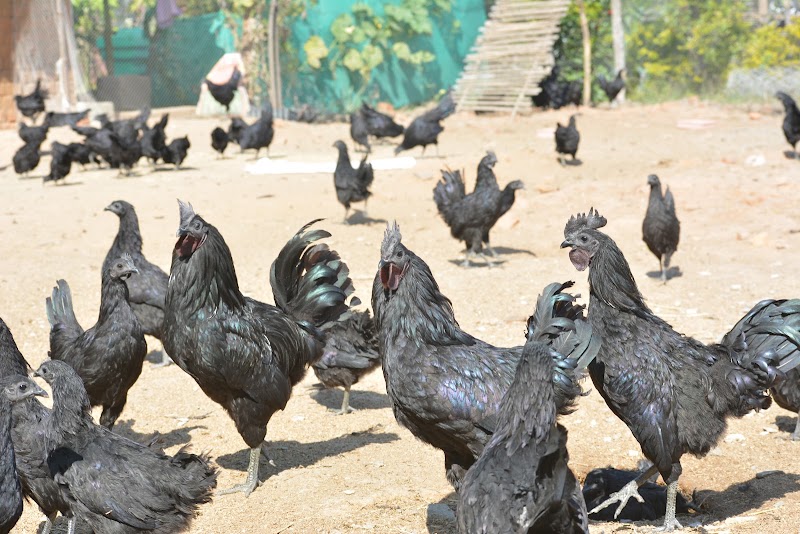 Kanker Kadaknath Farm - Kanker Kadaknath Farm, Nawagaon, Chhattisgarh 494334, India
