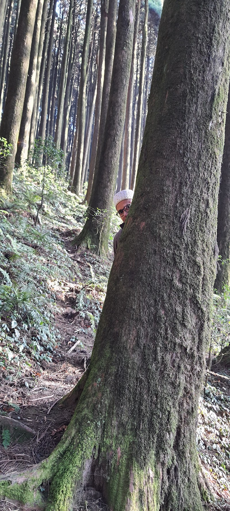 Majestic Pine Forest - Majestic Pine Forest X4VW+5PP, Mim Nagri Range, West Bengal 734221, India