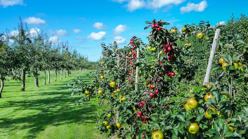 Johnson's Orchards - Johnson's Orchards, 344P+324, National Highway 21, Raison, Himachal Pradesh 175128, India