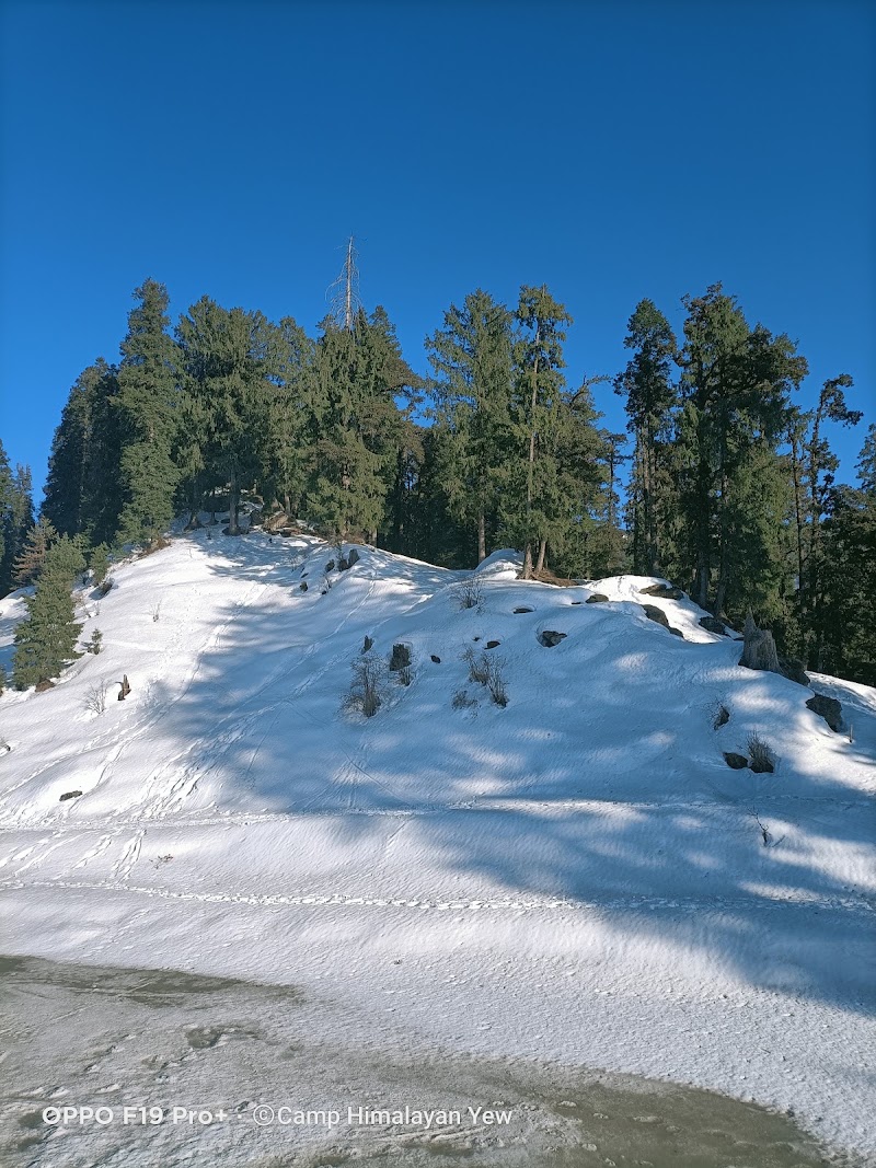 Himalayan Yew Camps And Homestay -- By Raasta stays - Himalayan Yew Camps And Homestay -- By Raasta stays Village Nagrot P.O. Narkanda, Teh, Distt, Kumarsain, Himachal Pradesh 171213, India