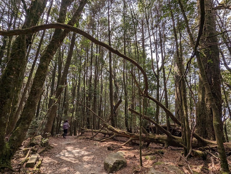 大雪山國家森林遊樂區木馬道 - 大雪山國家森林遊樂區木馬道, 424, Taiwan, Taichung City, Heping District, 台中市和平區