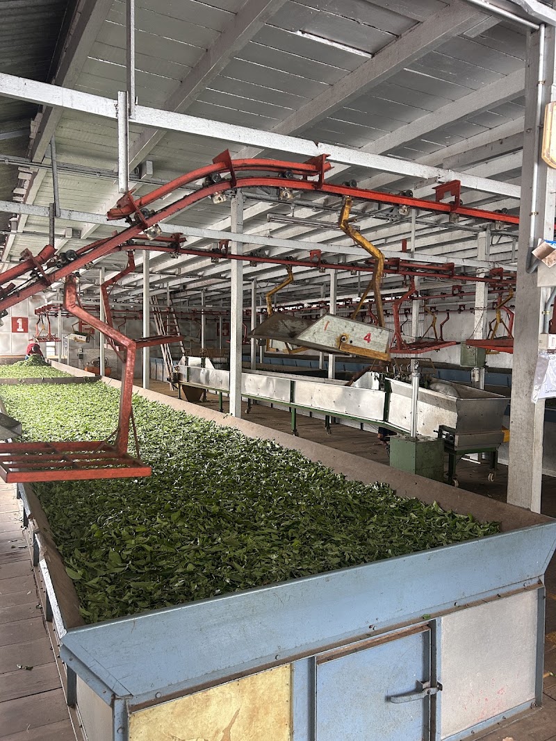 Darmona Tea Factory - Darmona Tea Factory, Waterfalls Road, Kotagiri, Tamil Nadu 643201, India