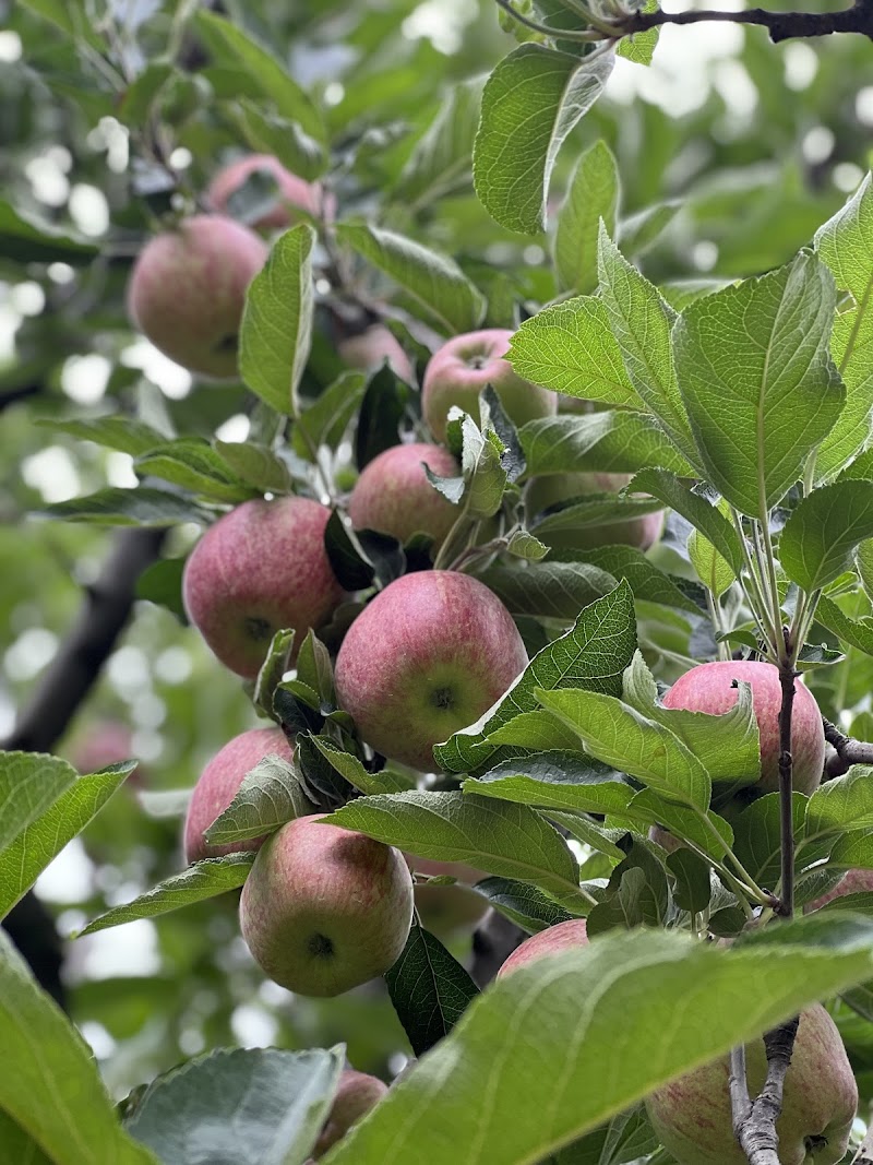 Apple Garden Cafe - Apple Garden Cafe, Pulga, Sosan, Himachal Pradesh 175105, India