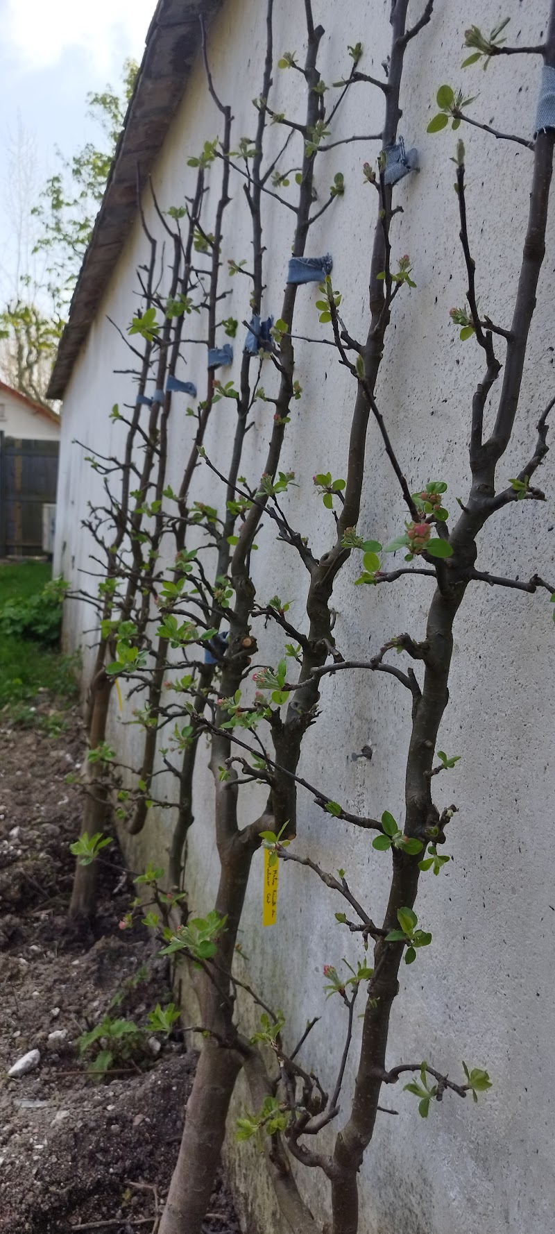 partage Garden - partage Garden, 75 Rue Pierre de Montreuil, 93100 Montreuil, France