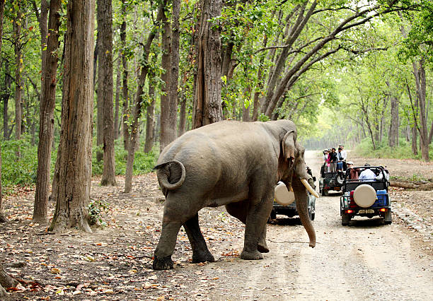 Jim Corbett National Park - Jim Corbett National Park Uttarakhand, India
