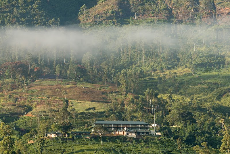 Dunkeld Tea Estate