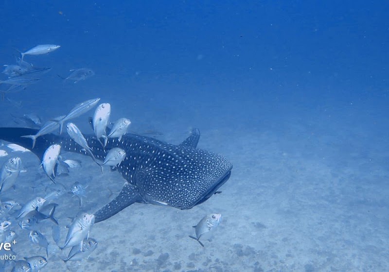 Pirate Divers Khao Lak - Pirate Divers Khao Lak 61/1 Moo 5 Bang Niang, Khao lak, อำเภอตะกั่วป่า พังงา 82220, Thailand