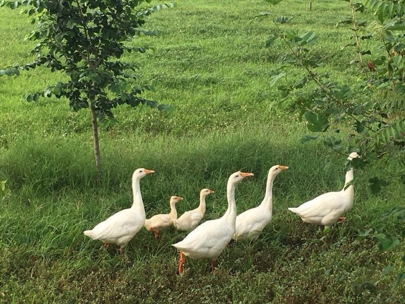 Ratangarh Farms - Ratangarh Farms National Highway 71, Machhrauli, Haryana 124108, India
