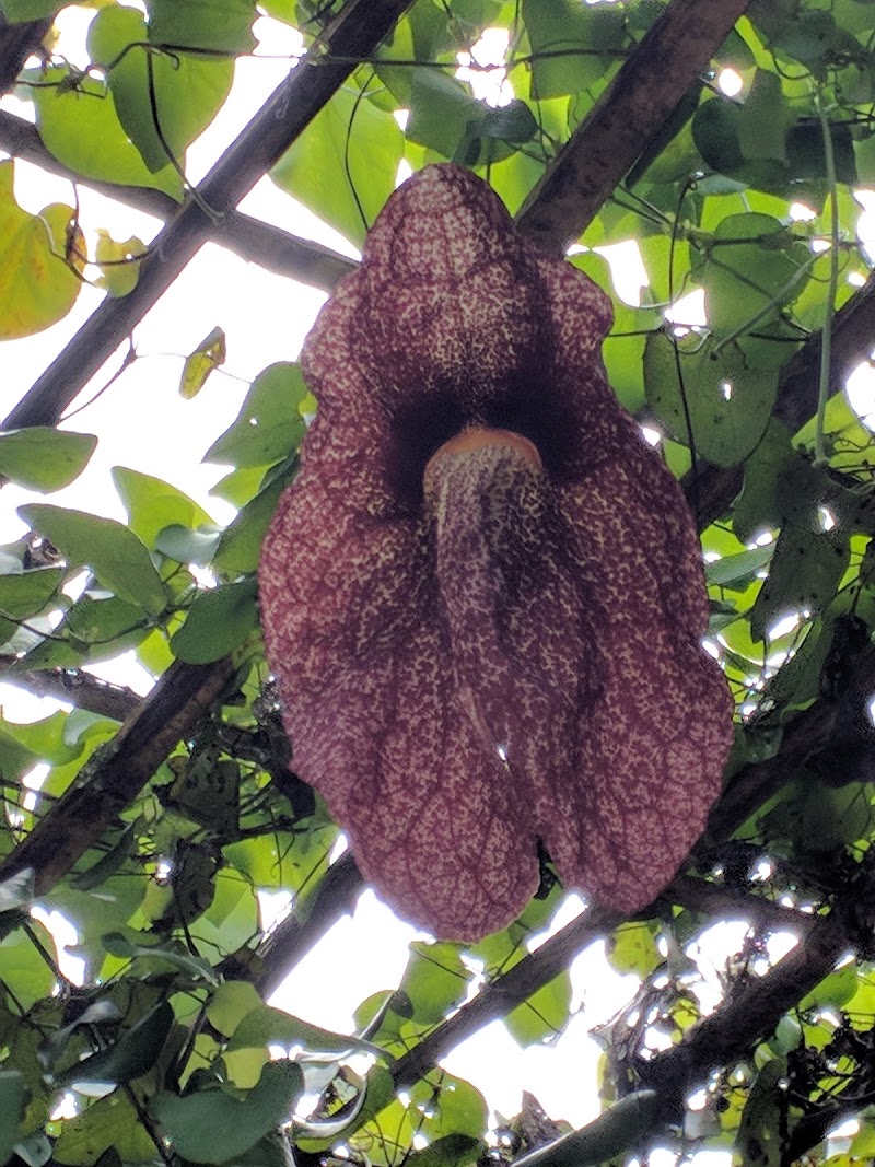 Xishuangbanna Tropical Botanical Garden （North Gate） - Xishuangbanna Tropical Botanical Garden （North Gate）, W7J2+RX3, Mengla County, Xishuangbanna Dai Autonomous Prefecture, Yunnan, China, 666303