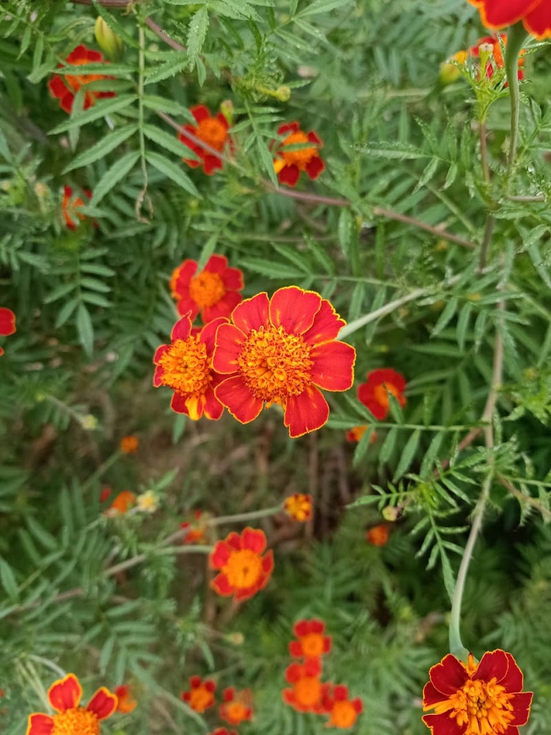 Aldur - Aldur, Karnataka, India