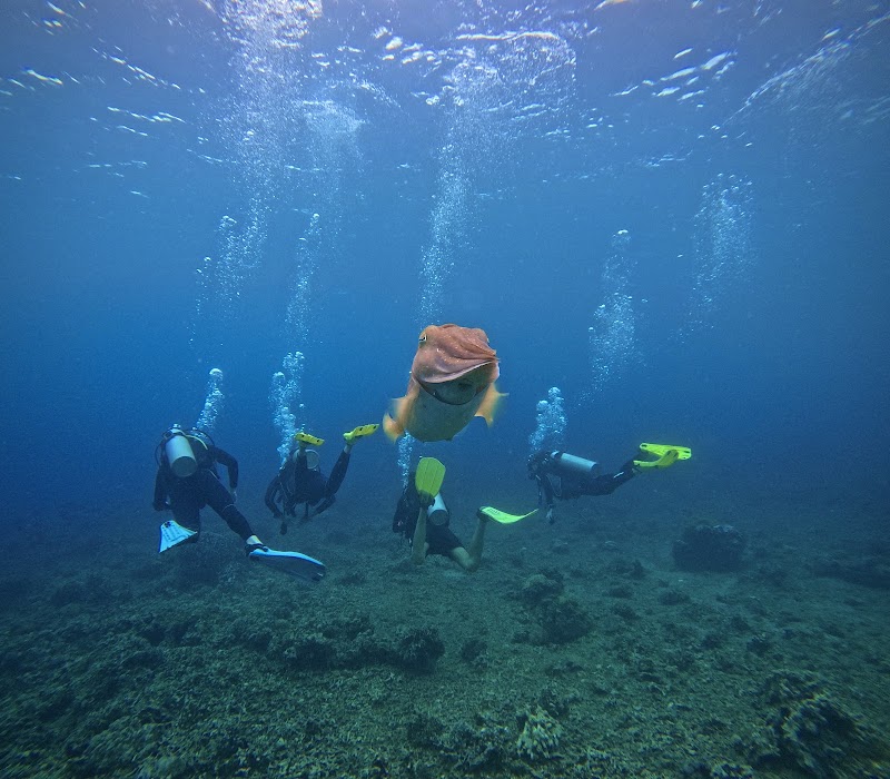 La Tortue Diving Center & Beach Resort Dauin - La Tortue Diving Center & Beach Resort Dauin, Masaplod Norte, Dauin, 6217 Negros Oriental, Philippines