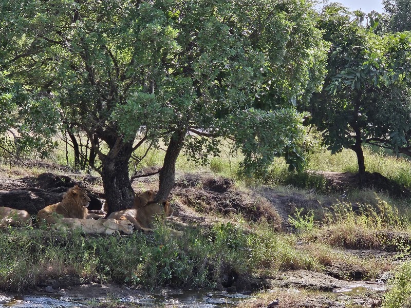 Gir Interpretation Zone (Devaliya Park) - Gir Interpretation Zone (Devaliya Park), Safari Rd, Sandhbeda, Gujarat 362260, India