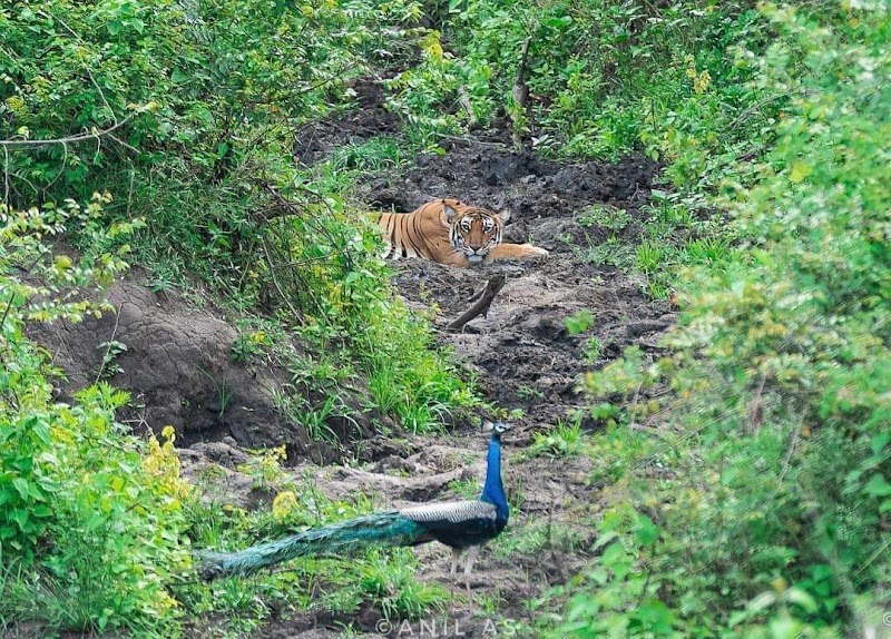 Kabini Reservoir - Kabini Reservoir, Karnataka