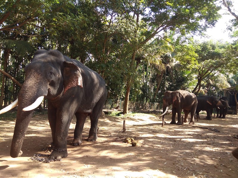 Sakrebyle - Sakrebyle, Karnataka 577202, India