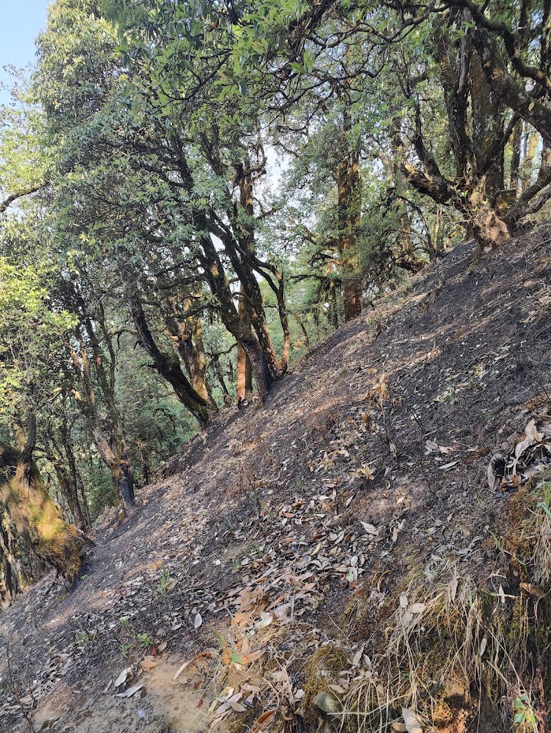 Binsar Wildlife Sanctuary - Binsar Wildlife Sanctuary PQ43+6H4, Binsar, Uttarakhand 263601, India