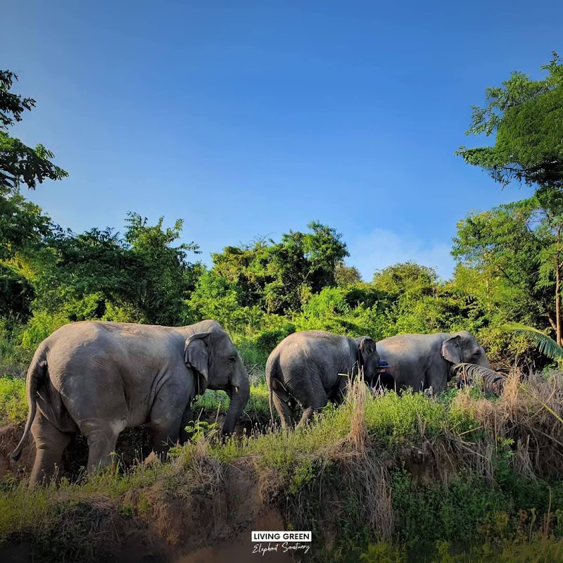 Pattaya Ethical Elephant Tour (Living Green Elephant Sanctuary) - Pattaya Ethical Elephant Tour (Living Green Elephant Sanctuary) 524 Soi Buakhao, Muang Pattaya, Amphoe Bang Lamung, Chang Wat Chon Buri 20150, Thailand