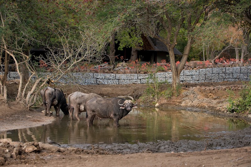 andBeyond Ngala Private Game Reserve - andBeyond Ngala Private Game Reserve, Timbavati, 1380, South Africa