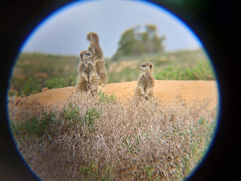 Meerkat Adventures - Meerkat Adventures, R62, Oudtshoorn, 6625, South Africa