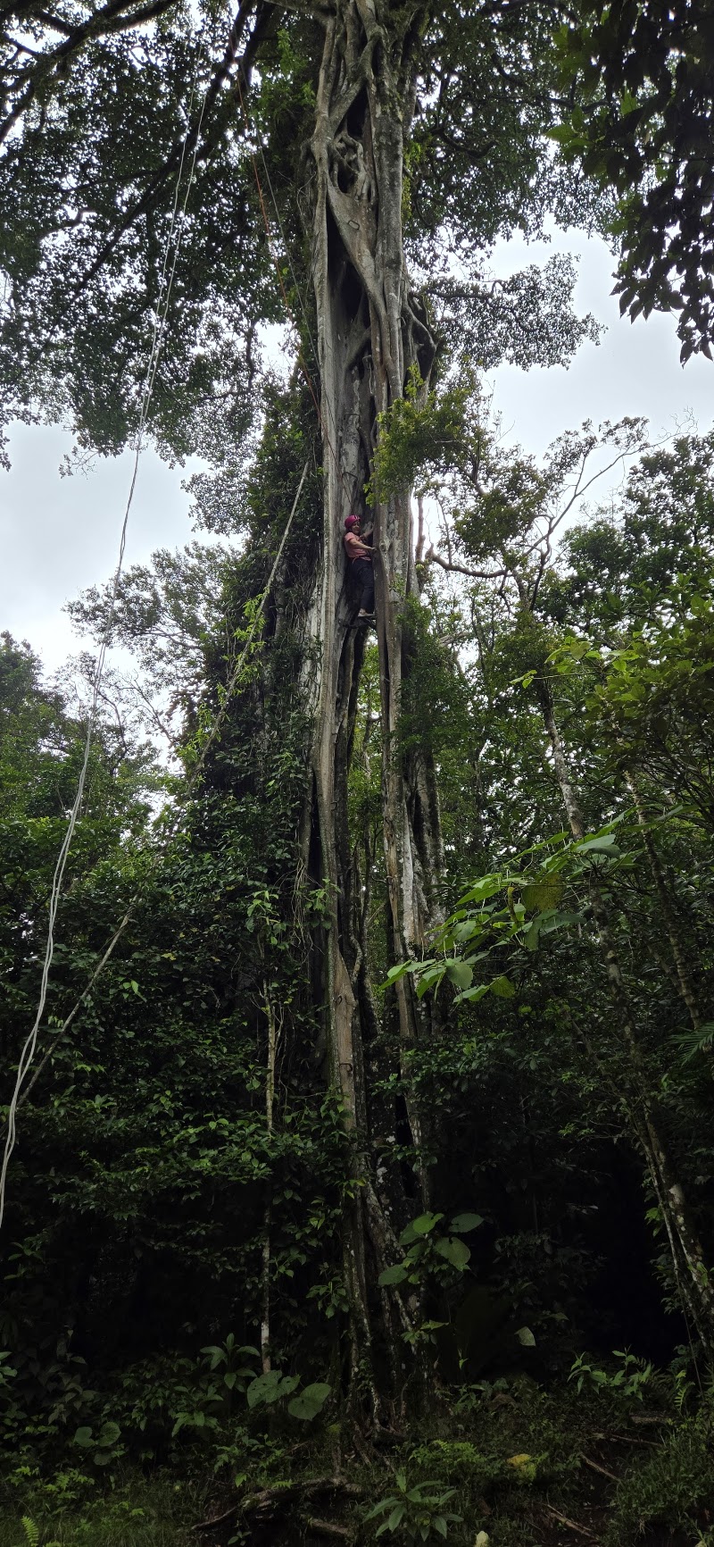 TreeTop Climbing Monteverde - TreeTop Climbing Monteverde, Puntarenas Province, Monteverde, 60109, Costa Rica