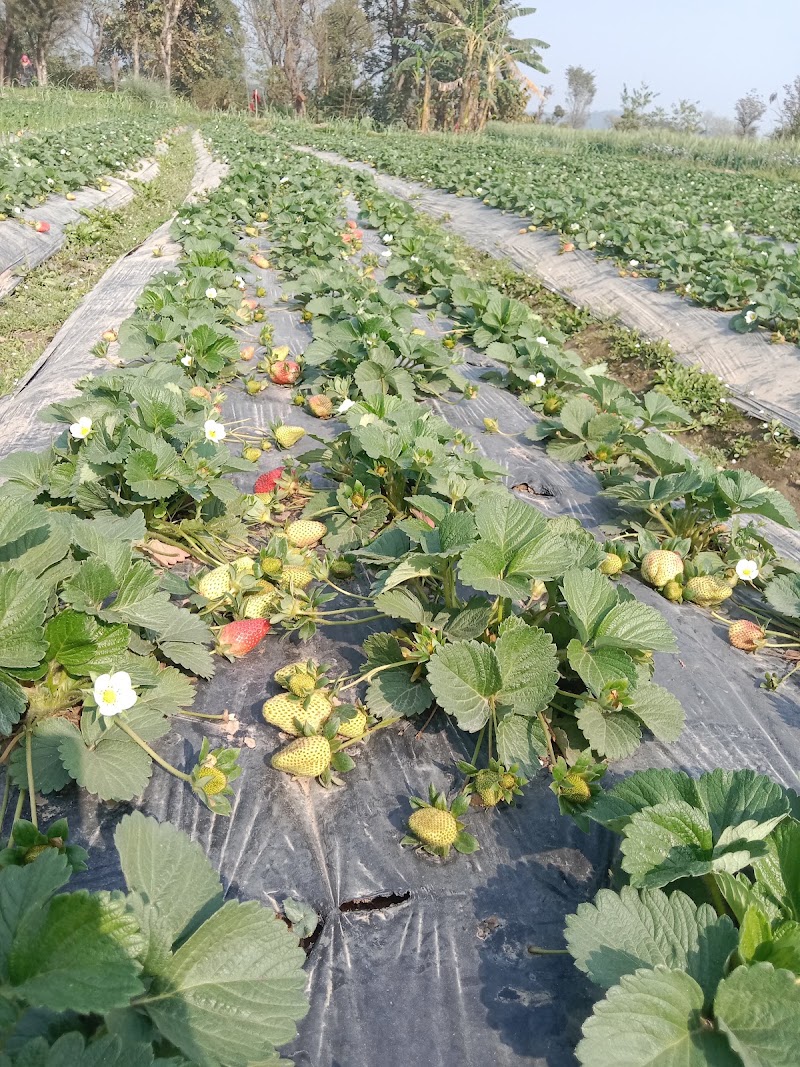 Amit strawberry plants - Amit strawberry plants Village, Plau p/o, Kathli Bharan, Rajgarh, Himachal Pradesh 173101, India