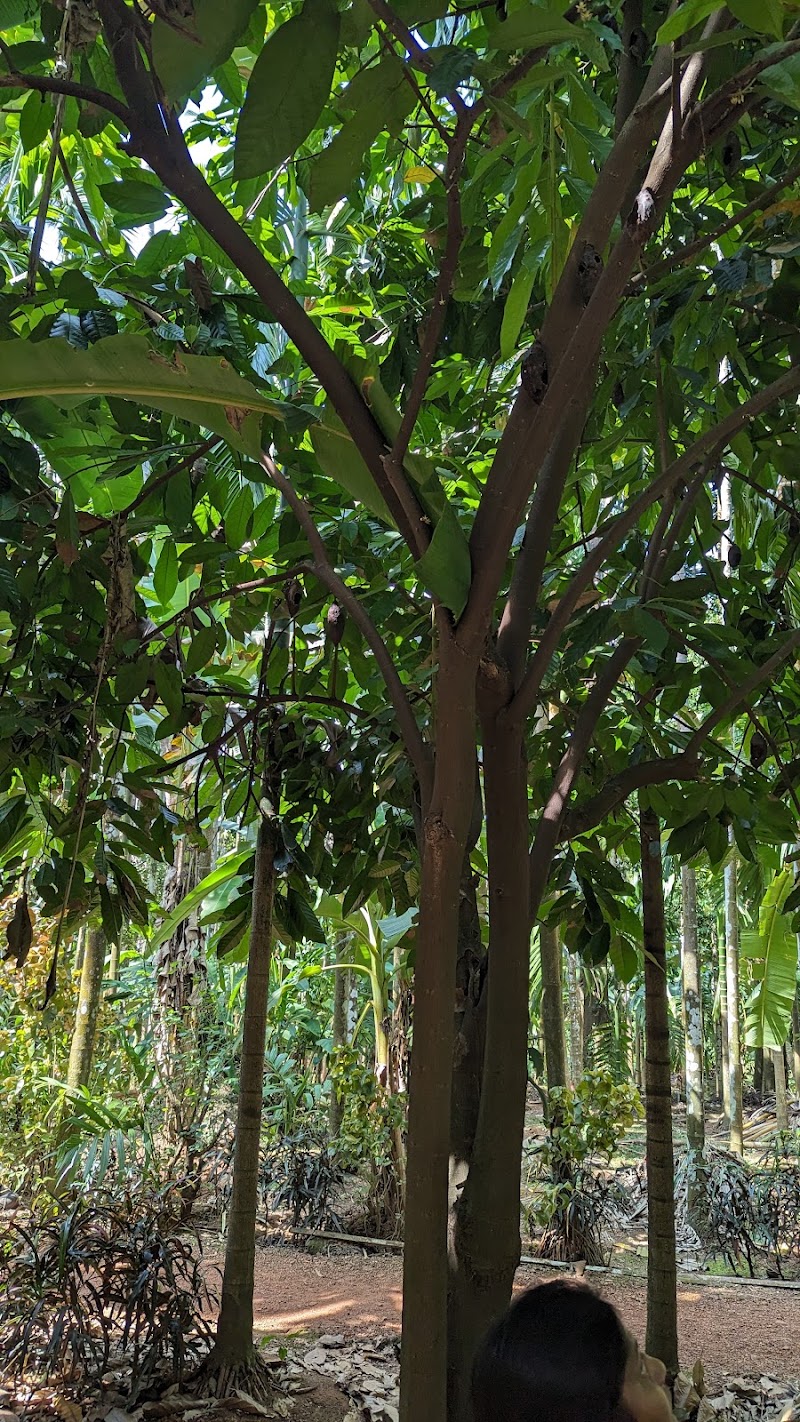 Sahakari Spice Plantation - Sahakari Spice Plantation C25F+PGV, Unnamed Road, Prabhu Nagar, Ponda, Goa 403401, India