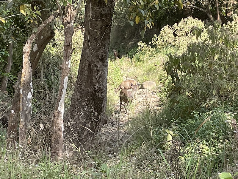 Rajaji National Park Safari Booking Office - Rajaji National Park Safari Booking Office, Near Cheela Dam, Haridwar- Rishikesh, Cheela Dam - Rishikesh Rd, Cheela Colony, Uttarakhand 249306, India